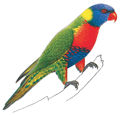 parrot-info1.gif
